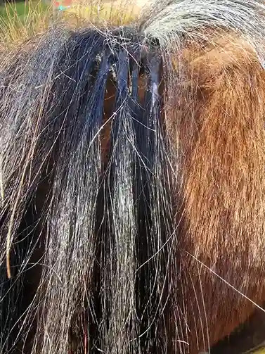 Befestigung an den untersten Haaren und oberen Haare dann drüberlegen