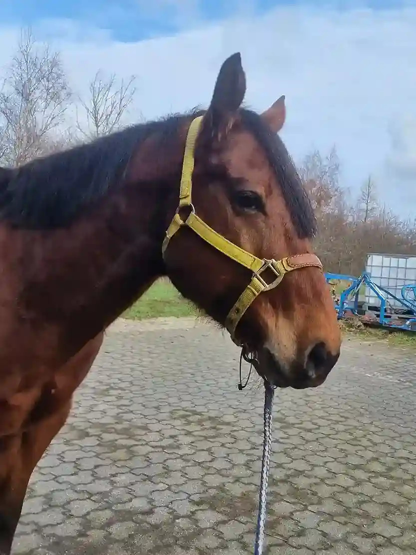 Microring Extensions Schopf