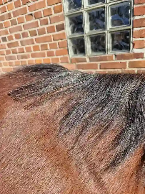 Microring Extensions Mähne verdeckt